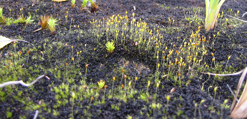Polytrichum jensenii
